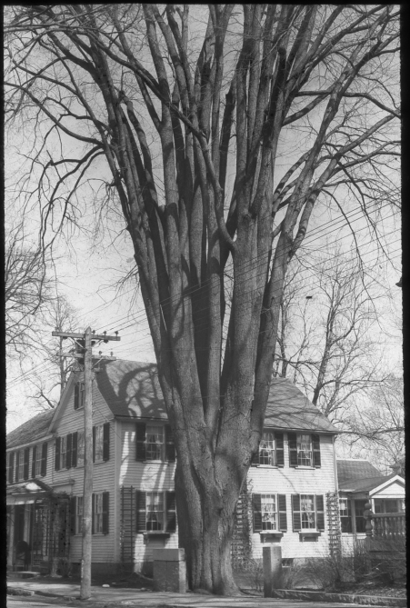 Large elm tree by the South Side Store