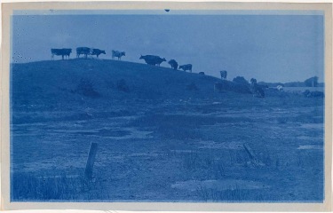 Cattle cyanotype by Arthur Wesley Dow